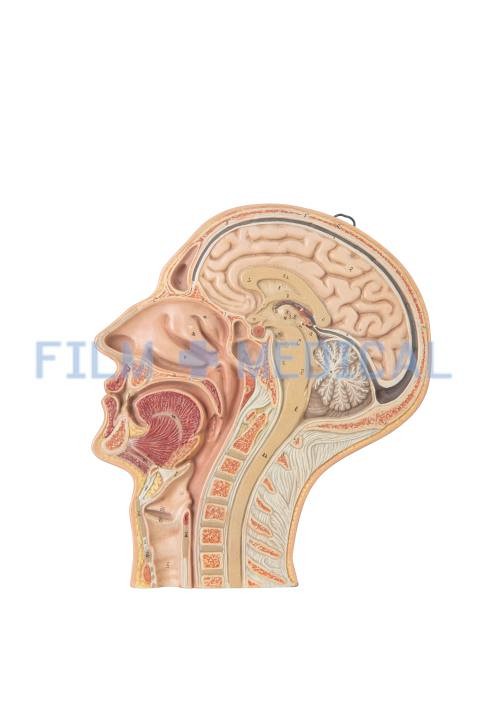 Lateral Section of Head Teaching Model 